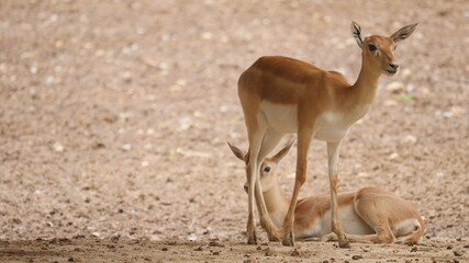 beautiful antelope in in the indian wildlife , animals from india , deer in inida  