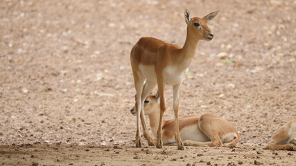 beautiful antelope in in the indian wildlife , animals from india , deer in inida  