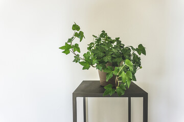 clean interior with stand and English ivy plant on empty white wall background for text