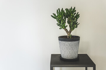 clean interior with stand and succulent on empty white wall background for text
