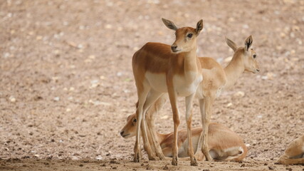Naklejka na ściany i meble beautiful antelope in in the indian wildlife , animals from india , deer in inida 