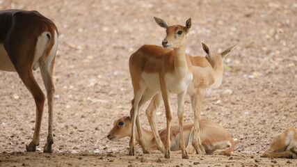 beautiful antelope in in the indian wildlife , animals from india , deer in inida  