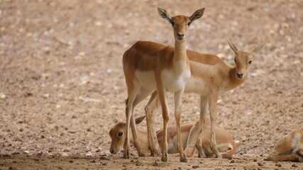 beautiful antelope in in the indian wildlife , animals from india , deer in inida  