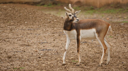 rare and beautiful breed of deer called black buck in indian wildlife 