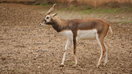 rare and beautiful breed of deer called black buck in indian wildlife 