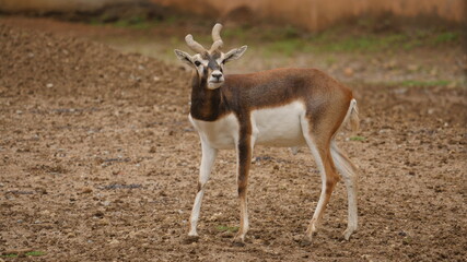 Naklejka na ściany i meble rare and beautiful breed of deer called black buck in indian wildlife 