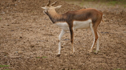 rare and beautiful breed of deer called black buck in indian wildlife 