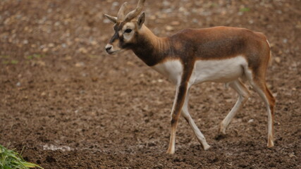 rare and beautiful breed of deer called black buck in indian wildlife 