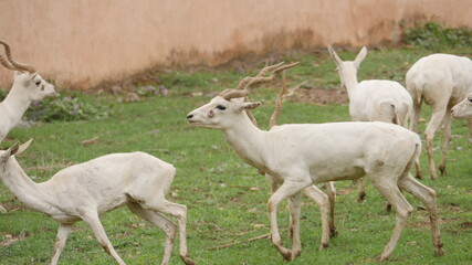 Obraz na płótnie Canvas rare white deer breed in india , wildlife of india , animals in india , deer in india 