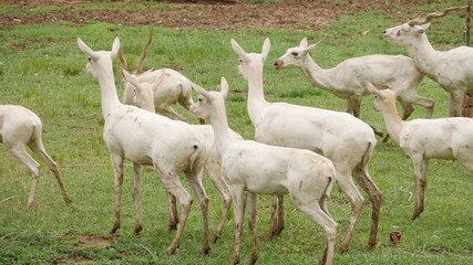 Obraz na płótnie Canvas rare white deer breed in india , wildlife of india , animals in india , deer in india 