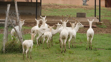 Obraz premium rare white deer breed in india , wildlife of india , animals in india , deer in india 