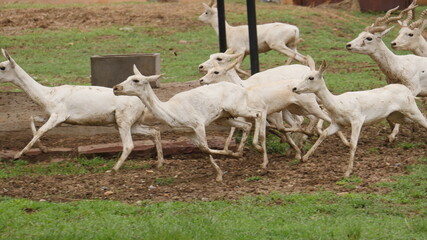rare white deer breed in india , wildlife of india , animals in india , deer in india 