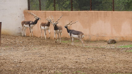 Antelopes and blackbuck in indian wildlife 