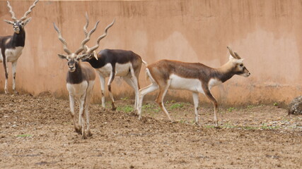 wildlife and blackbuck deer in india  