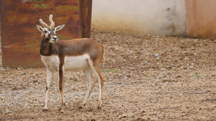 Antelopes and blackbuck in indian wildlife 