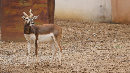 Famous and rare black buck in india , animals in india 
wildlife in india