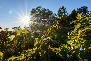 Late Summer Vineyard