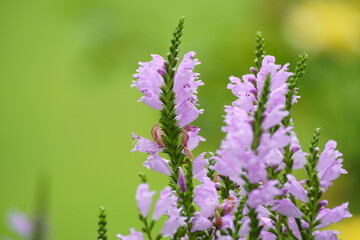 ハナトラノオ（カクトラノオ）