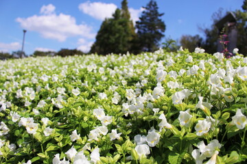 青空に咲く白いトレニア