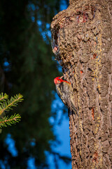 redheaded woodpecker on fir tree