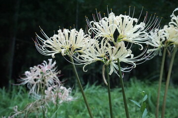 白いヒガンバナ