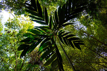 Palm tree (Physokentia insolita) on tropical forest in Brazil