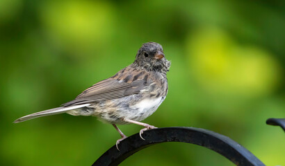 Dark-eyed Junco Fledgling Posing for a Photo