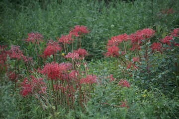 Beautiful cluster amaryllis blooming on the road
