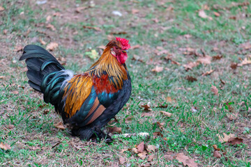 Beautiful rooster