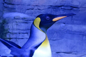 Erwartung voller Kaiserpinguin