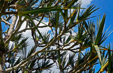 Common screwpine branches (Pandanus utilis) and blue sky