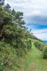 【静岡県伊豆半島】秋の高原風景【伊豆山稜線歩道・だるま山周辺】