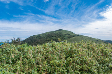 【静岡県伊豆半島】秋の高原風景【伊豆山稜線歩道・だるま山周辺】