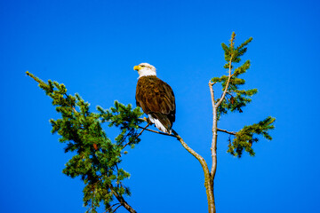 bald eagle in tree