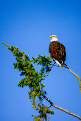 bald eagle in tree