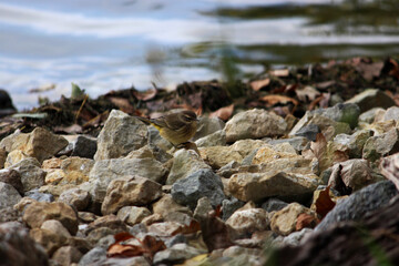 Bird on Stones