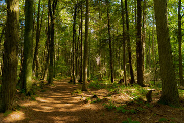 Obraz premium Forest walking path through Whitefish Sand Dunes in Door County, Wisconsin