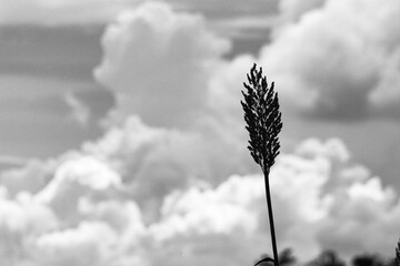 Espiga de cultivo a contra luz en blanco y negro contraste con día nublado en escala de grises