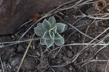 close up of a plant