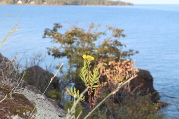 Fototapeta na wymiar Flower on a cliff