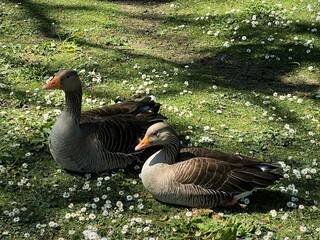 A pair of ducks, resting in the shade, on a grassy bank, with wild flowers in, Bradford, Yorkshire, UK