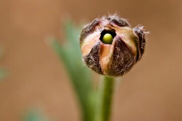 close up of a fly