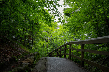Obraz premium A wood trail in summer forest at Pictured Rock National Lakeshore in Michigan