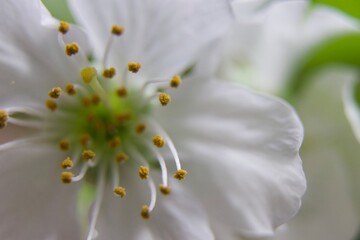 close up of a white flower