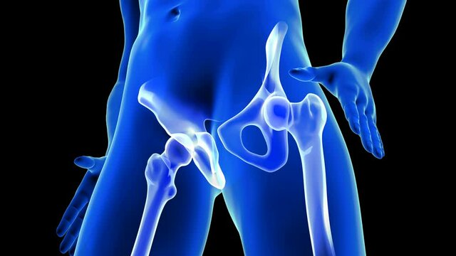 Hip Pain close-up animation. Blue Human Anatomy Body 3D Scan render - seamless loop on black background