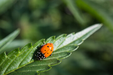 Obraz premium Lady Bug on a Cannabis Leaf (Macro)