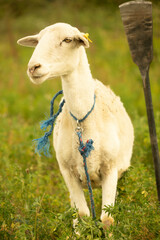 Obraz premium Sheep in a field