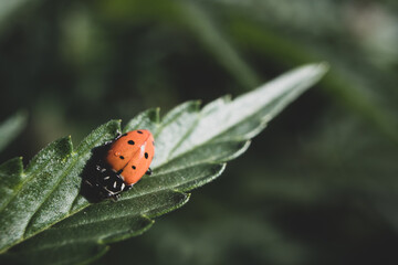 Lady Bug on a Cannabis Leaf (Macro)