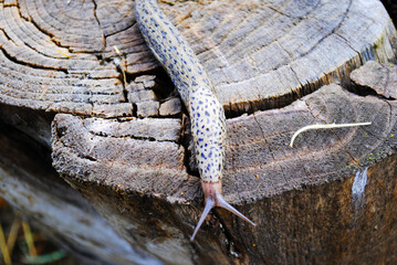 spotted snail slug on log