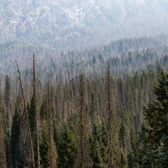 forest in the morning